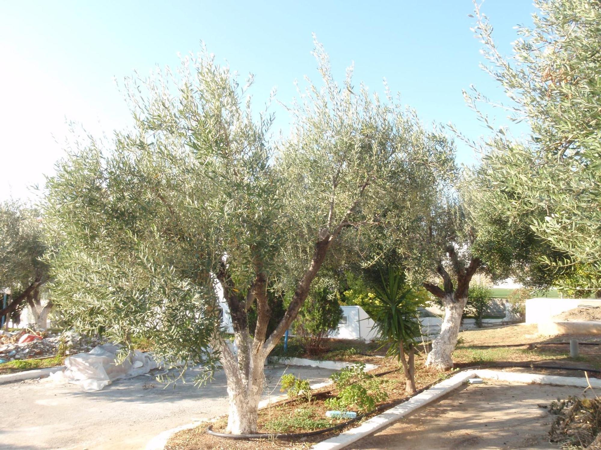 Amaryllis Front Beach Hotel Lardos Dış mekan fotoğraf